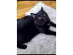 Adopt Lucy a Black (Mostly) Domestic Shorthair / Mixed (short coat) cat in