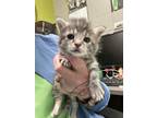 Adopt Trisha a Gray or Blue Domestic Mediumhair / Mixed Breed (Medium) / Mixed