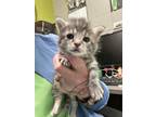 Adopt Trisha a Gray or Blue Domestic Mediumhair / Domestic Shorthair / Mixed cat