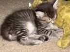 Adopt Arnold a Gray, Blue or Silver Tabby Tabby / Mixed (long coat) cat in