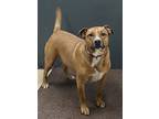 Adopt Cody a American Staffordshire Terrier / Doberman Pinscher / Mixed dog in