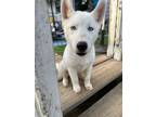 Adopt Luna a White Siberian Husky / Mixed dog in Alpharetta, GA (41342577)