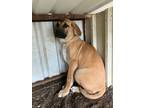 Adopt Payne a Tan/Yellow/Fawn Black Mouth Cur / Hound (Unknown Type) / Mixed dog