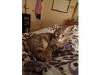 Adopt Luna a Gray or Blue Manx / Mixed (short coat) cat in Smyrna, GA (41342574)