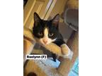 Adopt Raelynn a Black & White or Tuxedo Domestic Shorthair (short coat) cat in