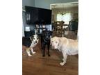 Adopt Violet a Black - with White Labrador Retriever / Mixed dog in Cleveland
