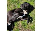 Adopt Tank a Black American Pit Bull Terrier / Mixed dog in Gulfport