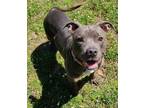 Adopt Trish a Gray/Blue/Silver/Salt & Pepper American Staffordshire Terrier /