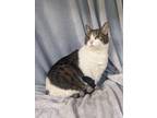 Adopt Beefcake a White Domestic Longhair / Domestic Shorthair / Mixed cat in