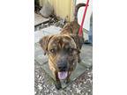 Adopt Chooch a Brindle Catahoula Leopard Dog / Mixed dog in Horseshoe Bend