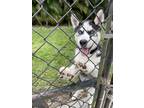 Adopt Snowfox a Black - with White Siberian Husky / Mixed dog in Fort