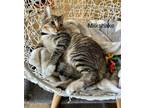 Adopt Milkshake a Brown Tabby Domestic Shorthair / Mixed (short coat) cat in