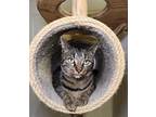 Adopt Oakley a Spotted Tabby/Leopard Spotted Domestic Shorthair cat in