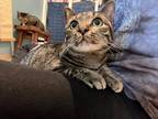 Adopt Oakley a Spotted Tabby/Leopard Spotted Domestic Shorthair cat in