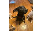 Adopt Millie a Black Labrador Retriever / German Shepherd Dog / Mixed dog in