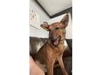 Adopt Luna a Brown/Chocolate - with Black German Shepherd Dog / Mixed dog in