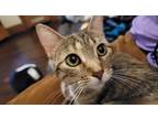Adopt Nora a Tiger Striped Domestic Shorthair / Mixed (short coat) cat in
