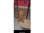 Adopt Sage a Red/Golden/Orange/Chestnut Cavapoo / Mixed dog in Glenn Dale