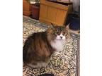 Adopt Kamoon a Brown Tabby Norwegian Forest Cat / Mixed (long coat) cat in
