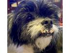 Adopt Chuck a Black - with White Shih Tzu / Terrier (Unknown Type