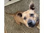 Adopt Girly a Tan/Yellow/Fawn - with White American Pit Bull Terrier / Mixed dog