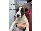 Adopt Gunther a Terrier (Unknown Type, Small) / Mixed dog in Darlington