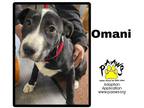Adopt Omani a Black American Pit Bull Terrier / Mixed dog in Newburgh