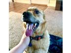 Adopt Ravioli a Tan/Yellow/Fawn Mutt / Mixed dog in Charleston, WV (40586516)