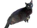 Adopt Sabrina a All Black Domestic Shorthair (short coat) cat in Chiefland