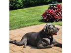 Adopt Lady a Black - with Gray or Silver Cane Corso / Mixed dog in Holmdel