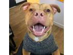 Adopt Benny a Red/Golden/Orange/Chestnut Pit Bull Terrier / Shar Pei / Mixed dog