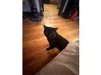 Adopt Oliver a Black (Mostly) Bombay / Mixed (medium coat) cat in Chicago
