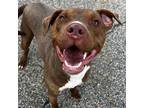 Adopt Percy a Tricolor (Tan/Brown & Black & White) Pit Bull Terrier / Mixed dog