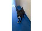 Adopt Fergie a Black Terrier (Unknown Type, Medium) / Mixed Breed (Medium) /