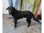 Adopt Boomer a Black Mixed Breed (Large) / Mixed dog in Point Pleasant