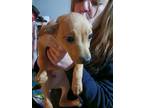 Adopt Peanut a Tan/Yellow/Fawn Mutt / Mixed dog in Owego, NY (41342209)