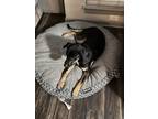 Adopt Lemon a Black Mutt / Thai Ridgeback / Mixed dog in Austin, TX (38595649)