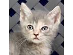 Adopt Delta a Domestic Shorthair / Mixed cat in Midland, TX (41342259)