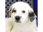 Adopt Zuko a Great Pyrenees / Australian Cattle Dog / Mixed dog in Midland