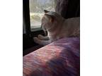 Adopt Simba a Tan or Fawn Tabby / Mixed (medium coat) cat in Glendale