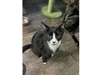 Adopt Baghra a Black & White or Tuxedo Domestic Shorthair / Mixed (short coat)