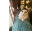 Adopt Sissy a Calico or Dilute Calico Calico / Mixed (medium coat) cat in Loves