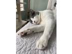 Adopt Gandolf a White (Mostly) Domestic Shorthair / Mixed (short coat) cat in