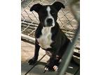 Adopt Fretta a Black - with White Australian Shepherd / Pit Bull Terrier / Mixed