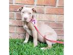 Adopt Pippy a Tan/Yellow/Fawn Mixed Breed (Small) / Mixed dog in Savannah
