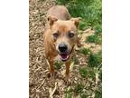 Adopt Alexander a Tan/Yellow/Fawn American Pit Bull Terrier / Mixed dog in