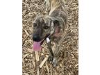 Adopt Diana a Tan/Yellow/Fawn Plott Hound / Mixed dog in Gainesville