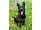 Adopt Tess a Black German Shepherd Dog / Mixed dog in Gainesville, GA (41307978)