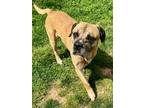Adopt Hamilton a Tan/Yellow/Fawn Mastiff / Mixed dog in Gainesville