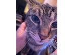 Adopt Shea a Tiger Striped Tabby / Mixed (short coat) cat in Toms River